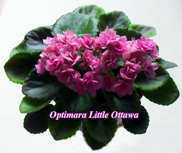  Optimara Little Ottawa 