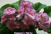 Фиалка Tomorrow's Pink Ice