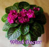 Фиалка Witch Doctor