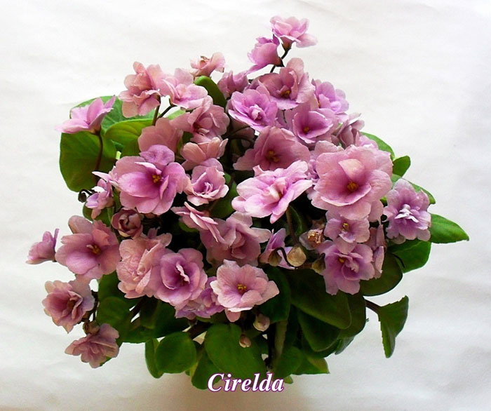  Cirelda 