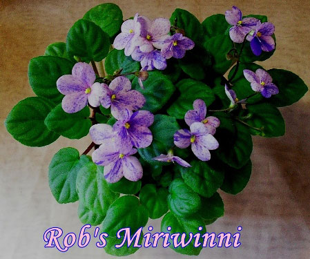  Rob's Miriwinni 