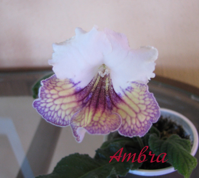  Ambra 