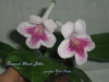 Стрептокарпус Fernwood's Cherries Jubilee Stradley
