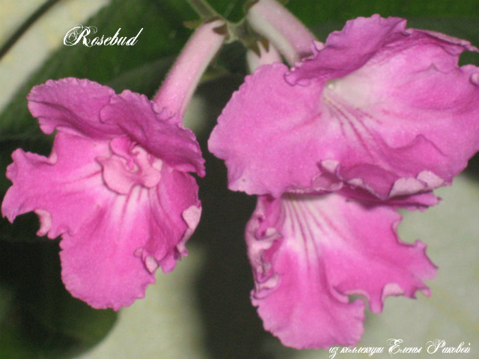  Rosebud 