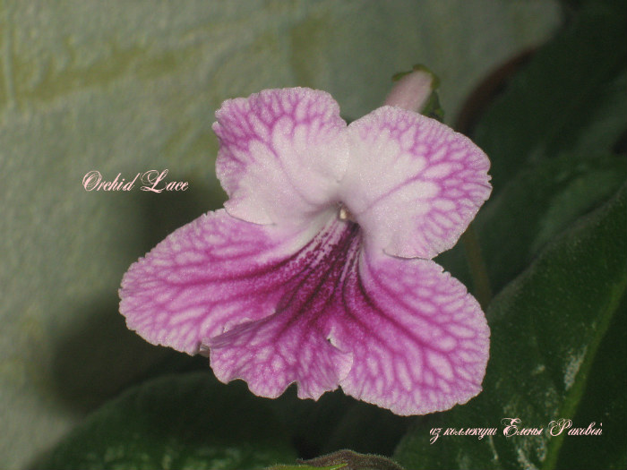  Orchid Lace 