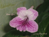  Orchid Lace
