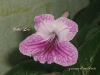 Стрептокарпус Orchid Lace