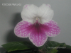 Стрептокарпус Fleischle Pink Leyla