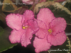 Фиалка Buckeye Cherry Topping (P.Hancock)