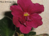 Фиалка Ness' Antique Red