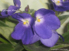 Фиалка Optimara Monet Yoltkamp
