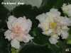 Фиалка Sunkissed Rose (Sorano)
