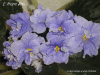 Фиалка L’Heure Blue