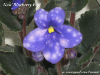 Фиалка Ness' Blueberry Puff (Ness)