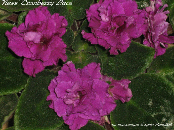  Ness' Cranberry Lace 