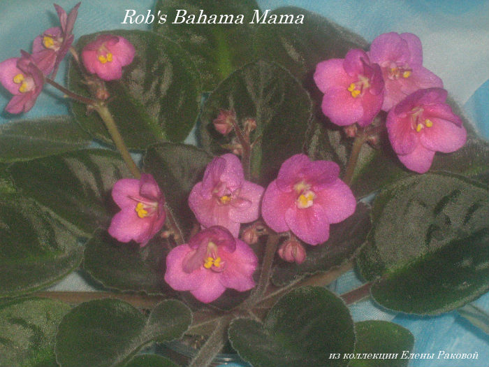      Rob's Bahama Mama (R.Robinson) 