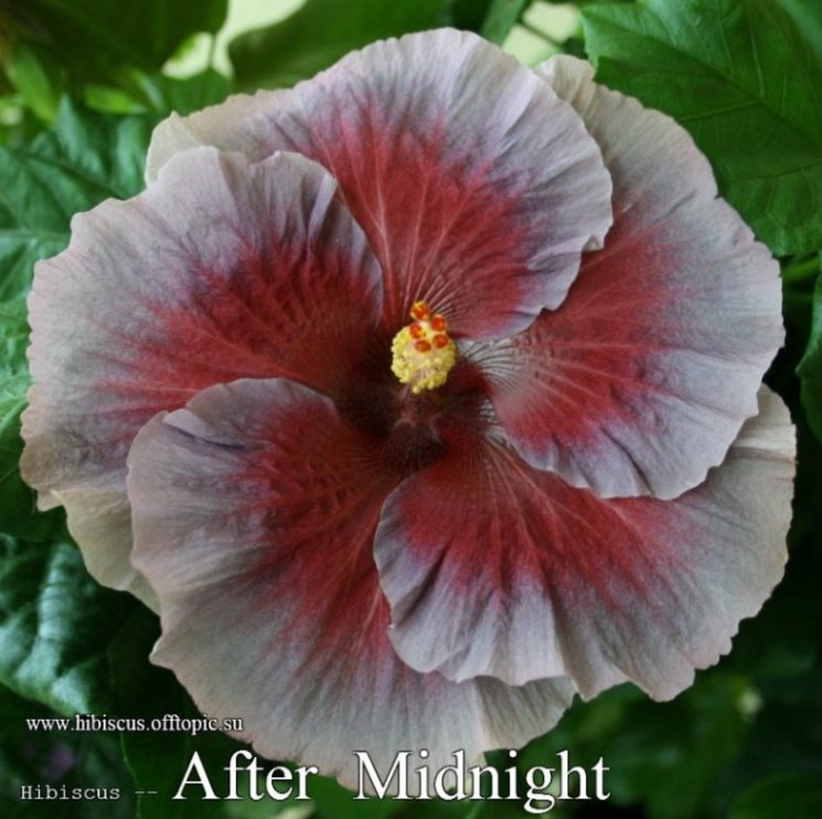  After Midnight 