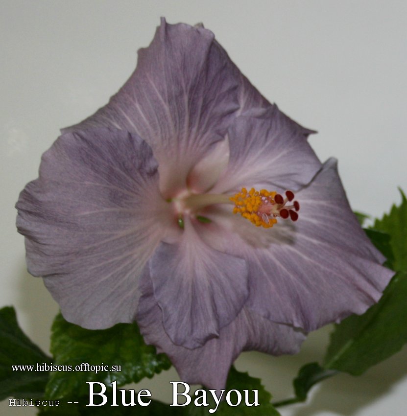  Blue Bayou 