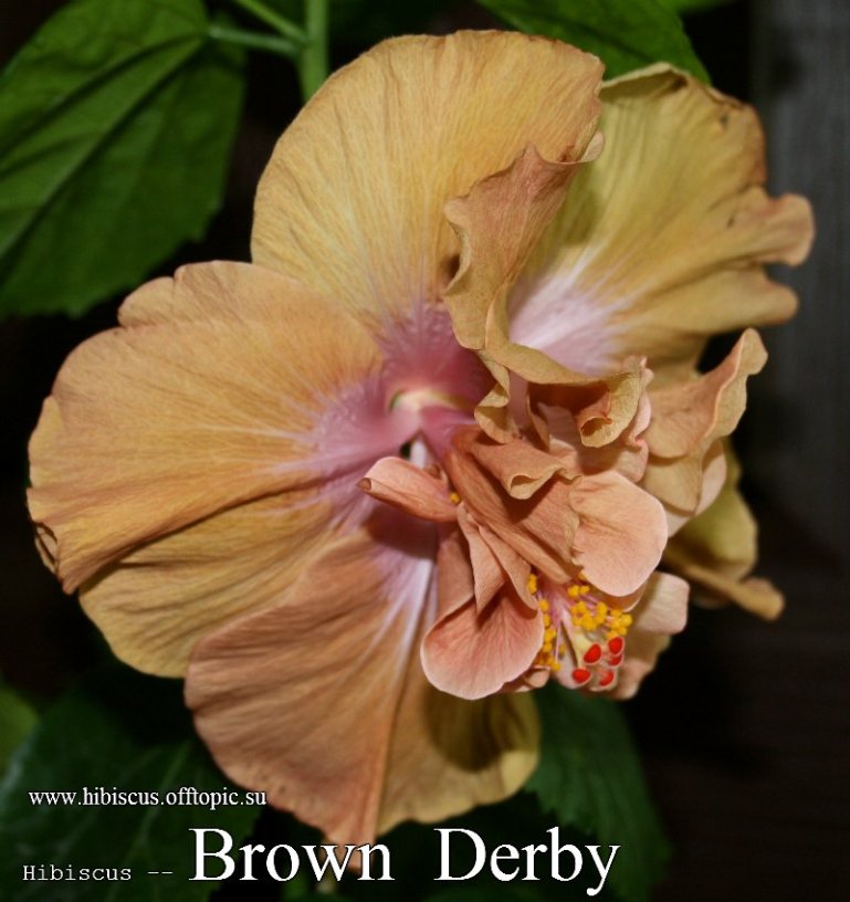  Brown Derby 