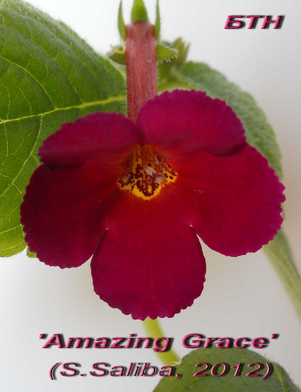  Amazing Grace 