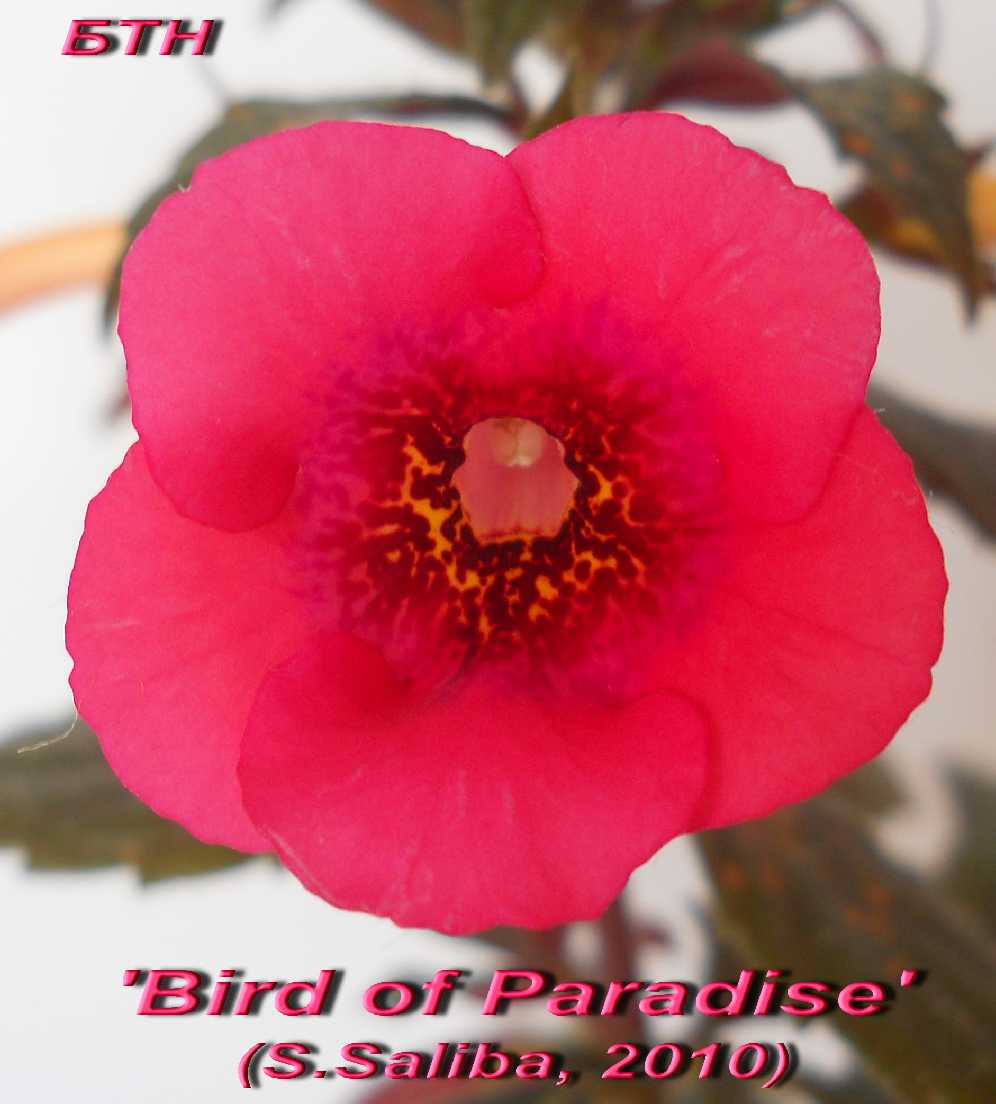  Bird of Paradise 