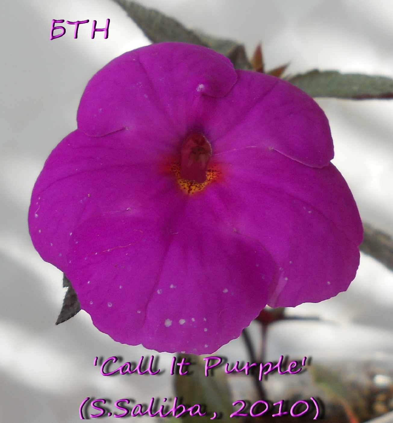  Call It Purple 