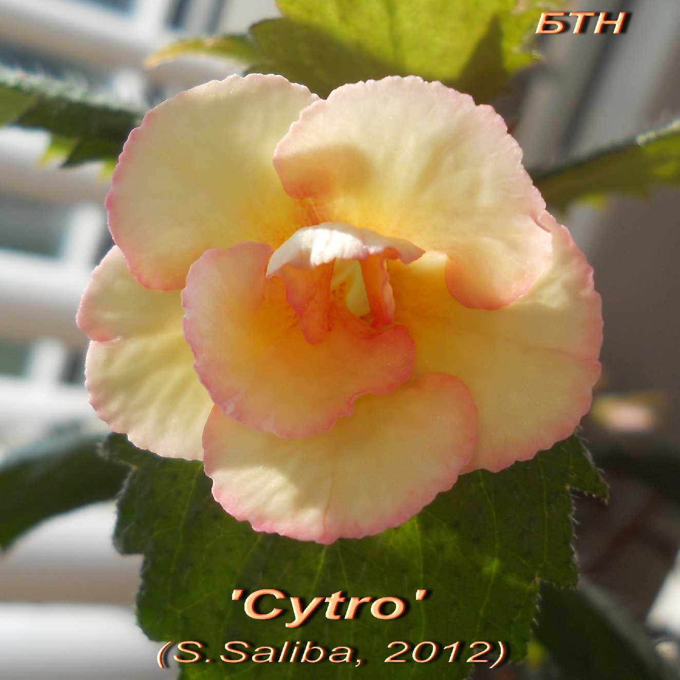  Cytro 