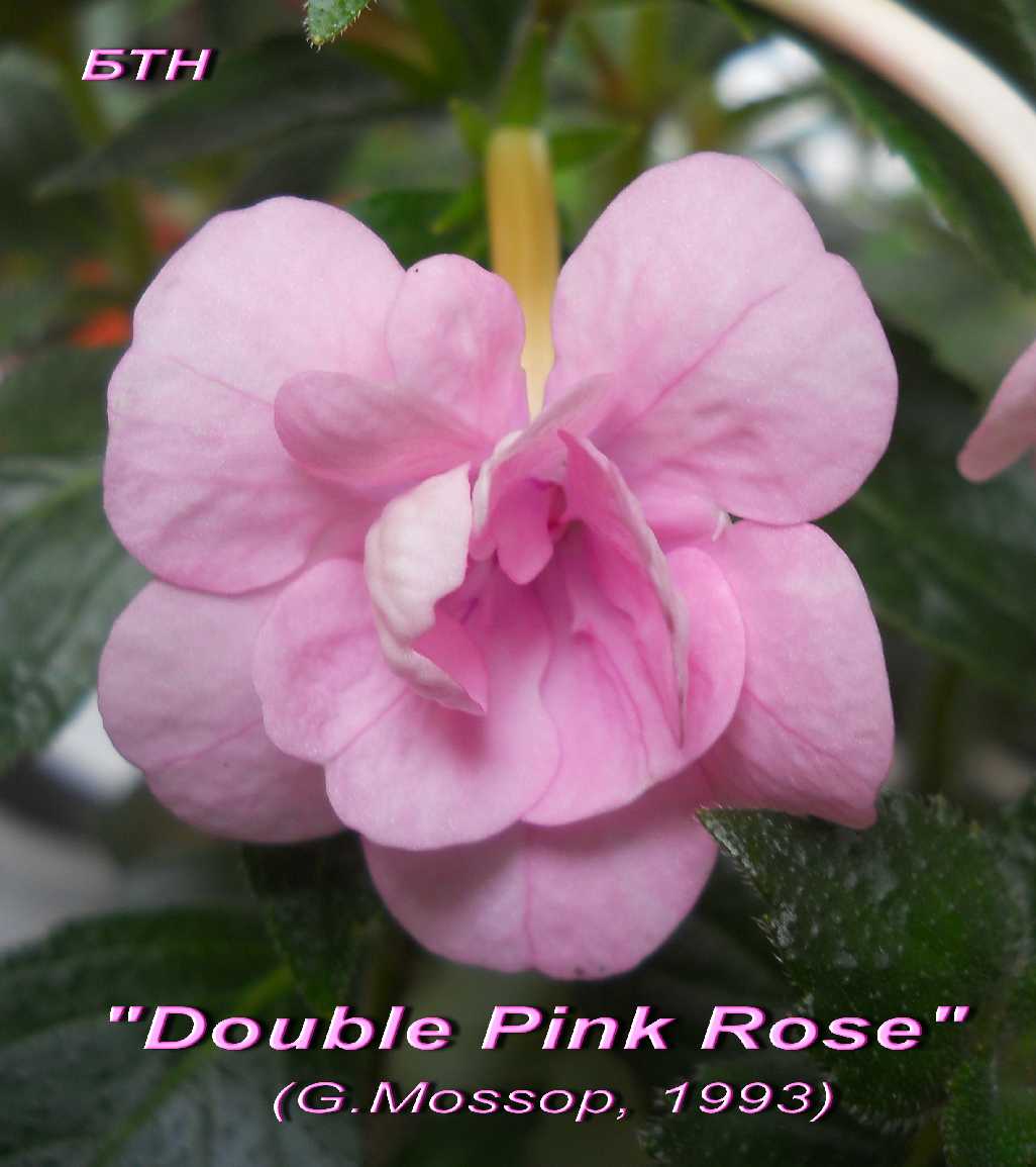  Double Pink Rose 