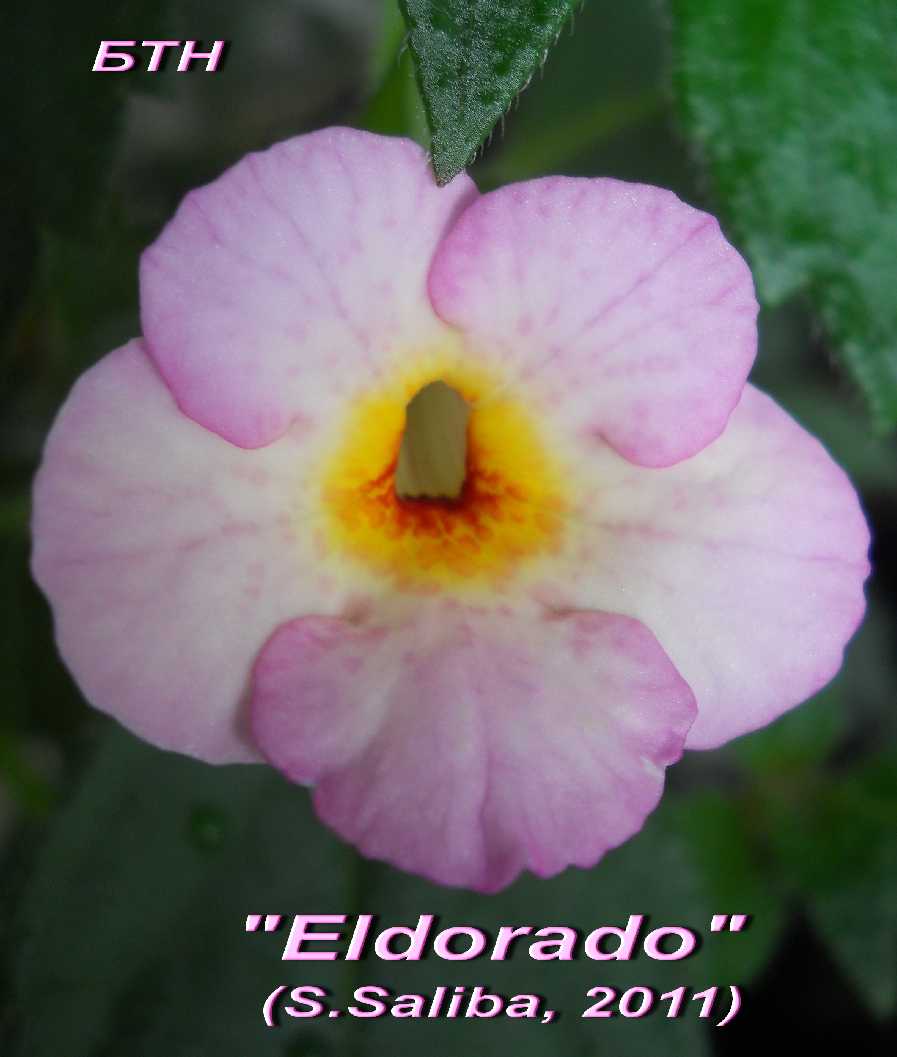  Eldorado 