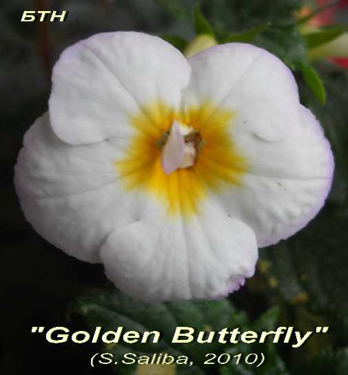  Golden Butterfly 