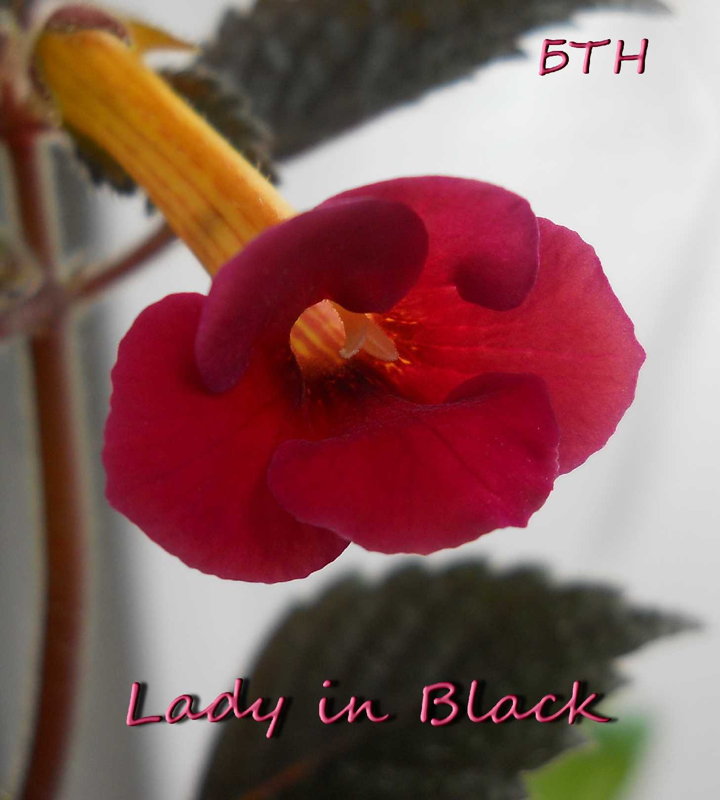  Lady in Black 