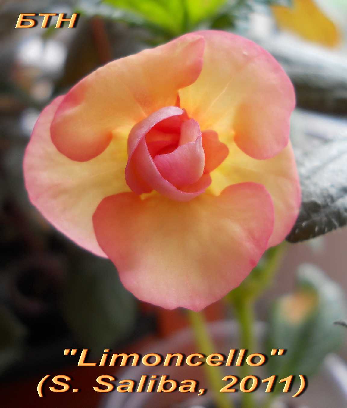  Limoncello 