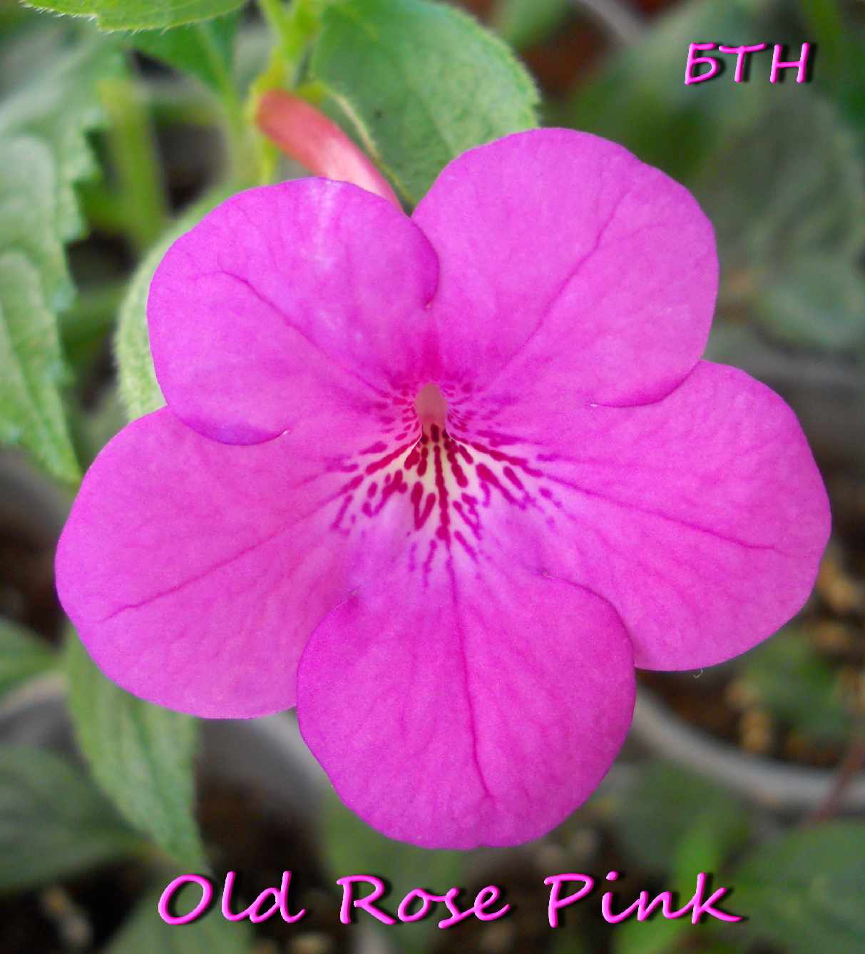  Old Rose Pink 