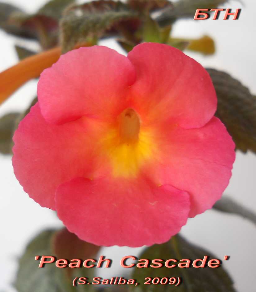 Peach Cascade 