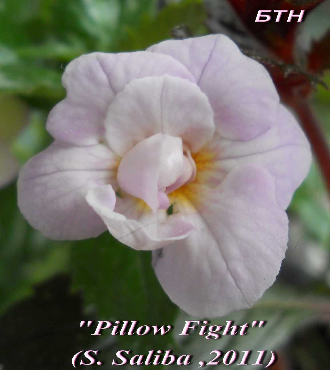  Pillow Fight 