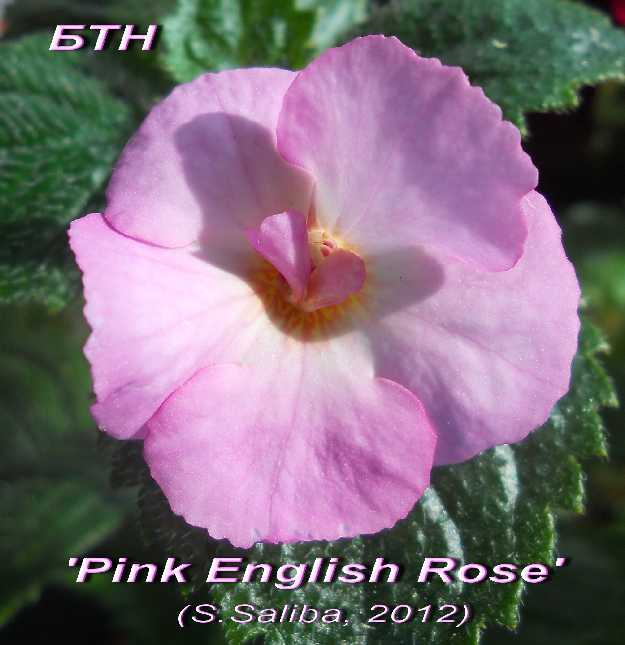  Pink English Rose 