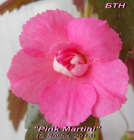  Pink Martini 