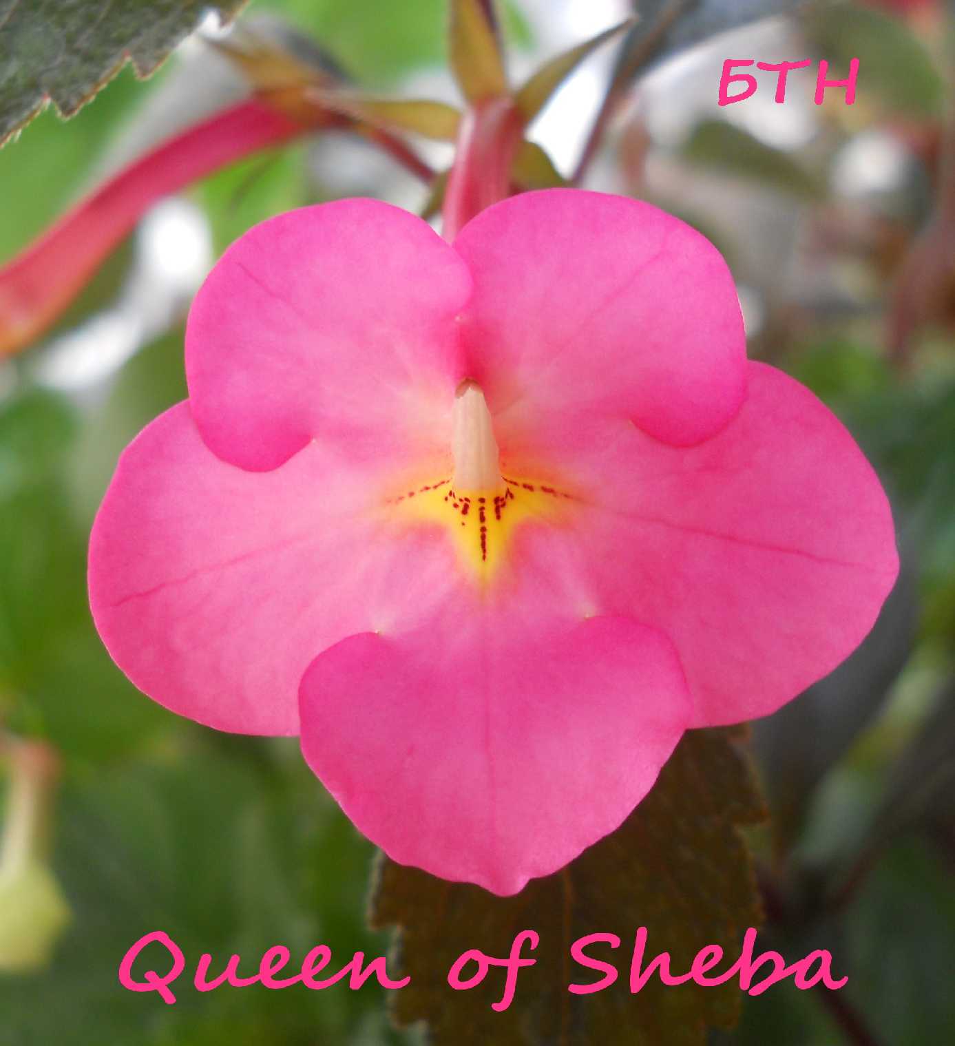  Queen of Sheba 
