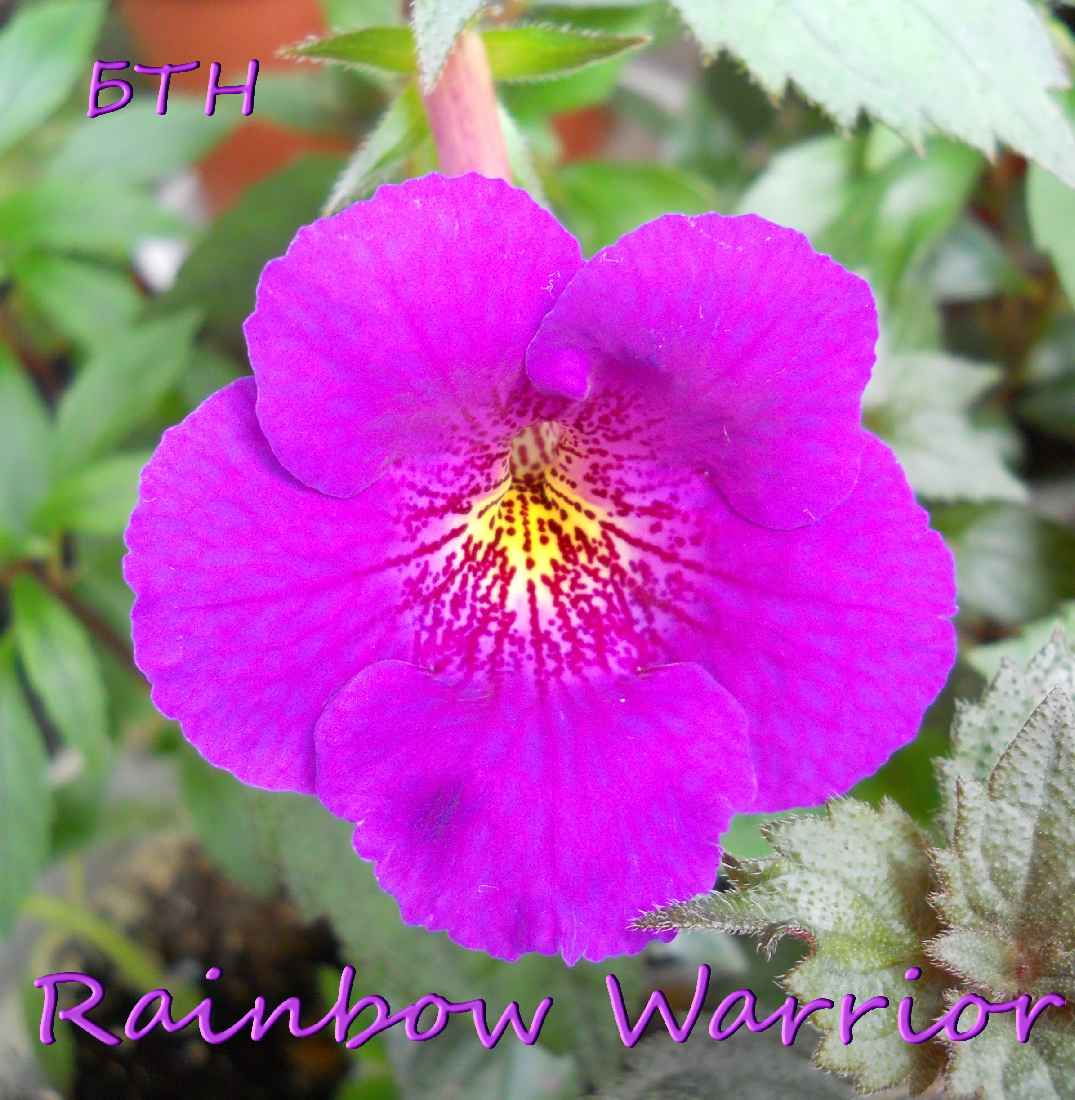  Rainbow Warrior 