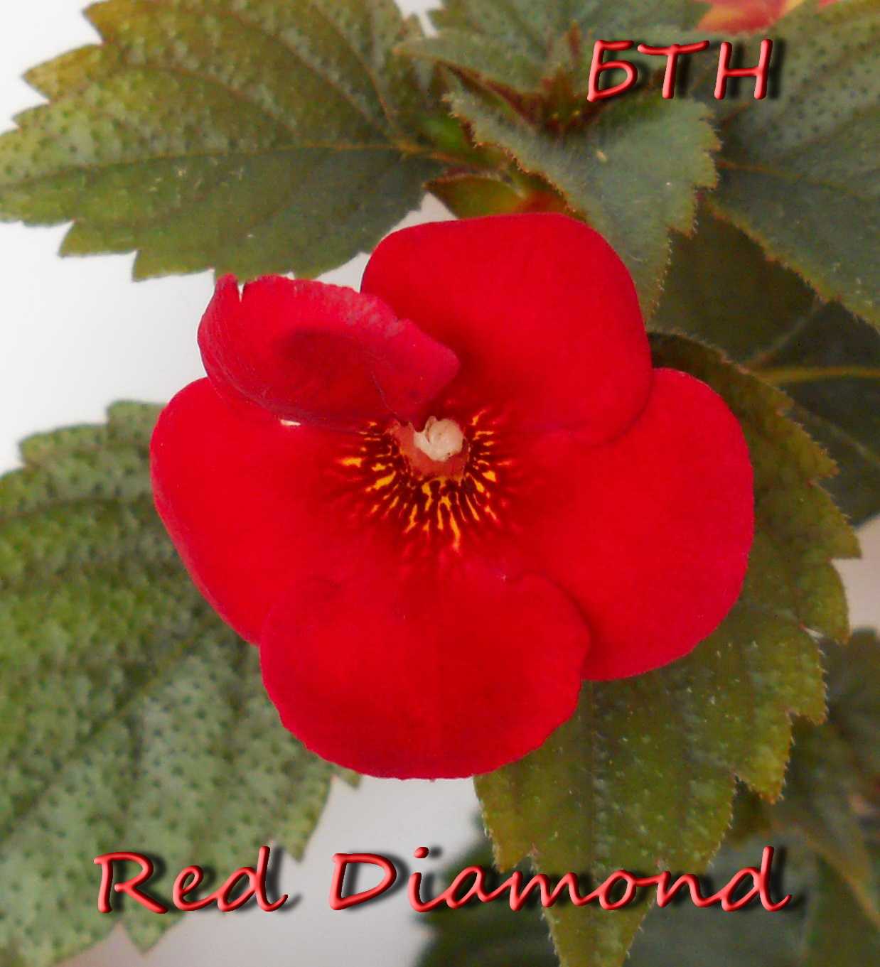  Red Diamond 