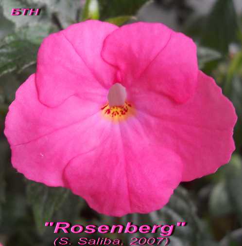  Rosenberg 