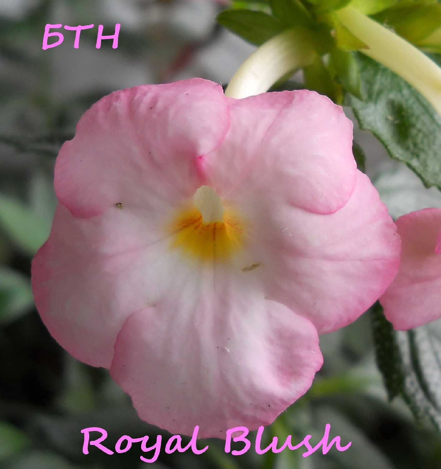  Royal Blush 