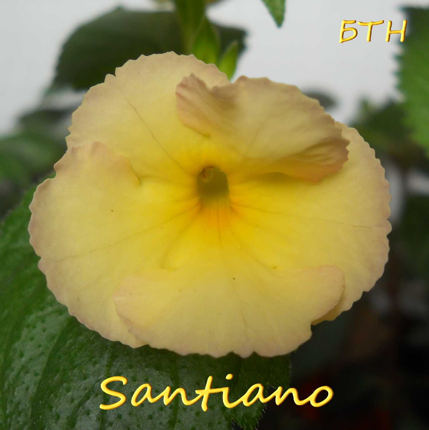  Santiano 