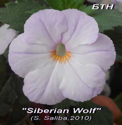 Siberian Wolf 
