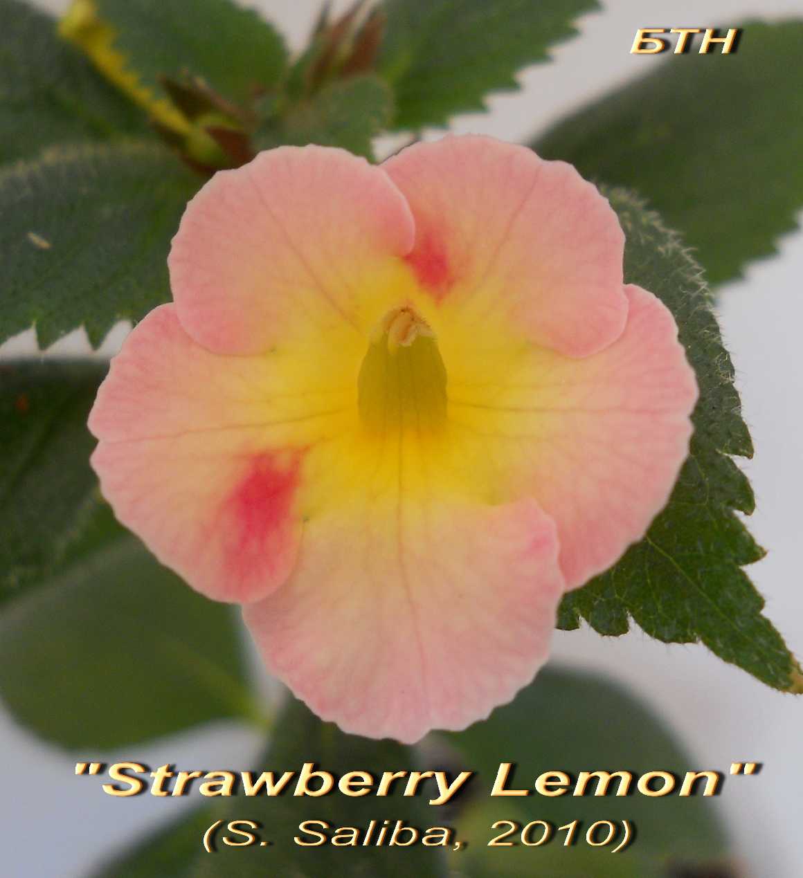  Strawberry Lemon 