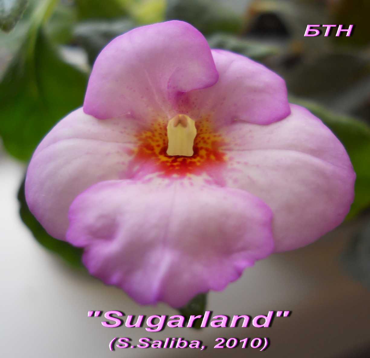  Sugarland 