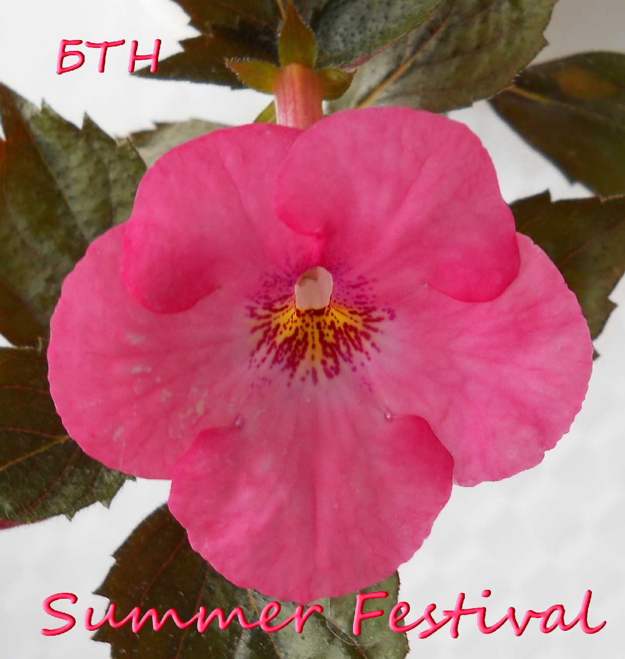  Summer Festival 