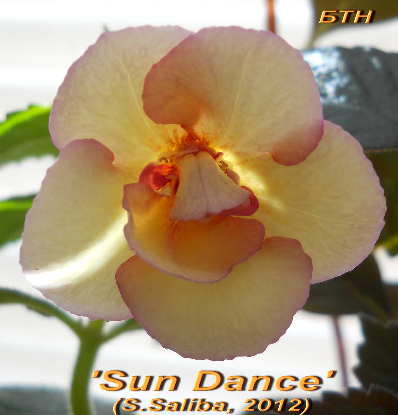  Sun Dance 