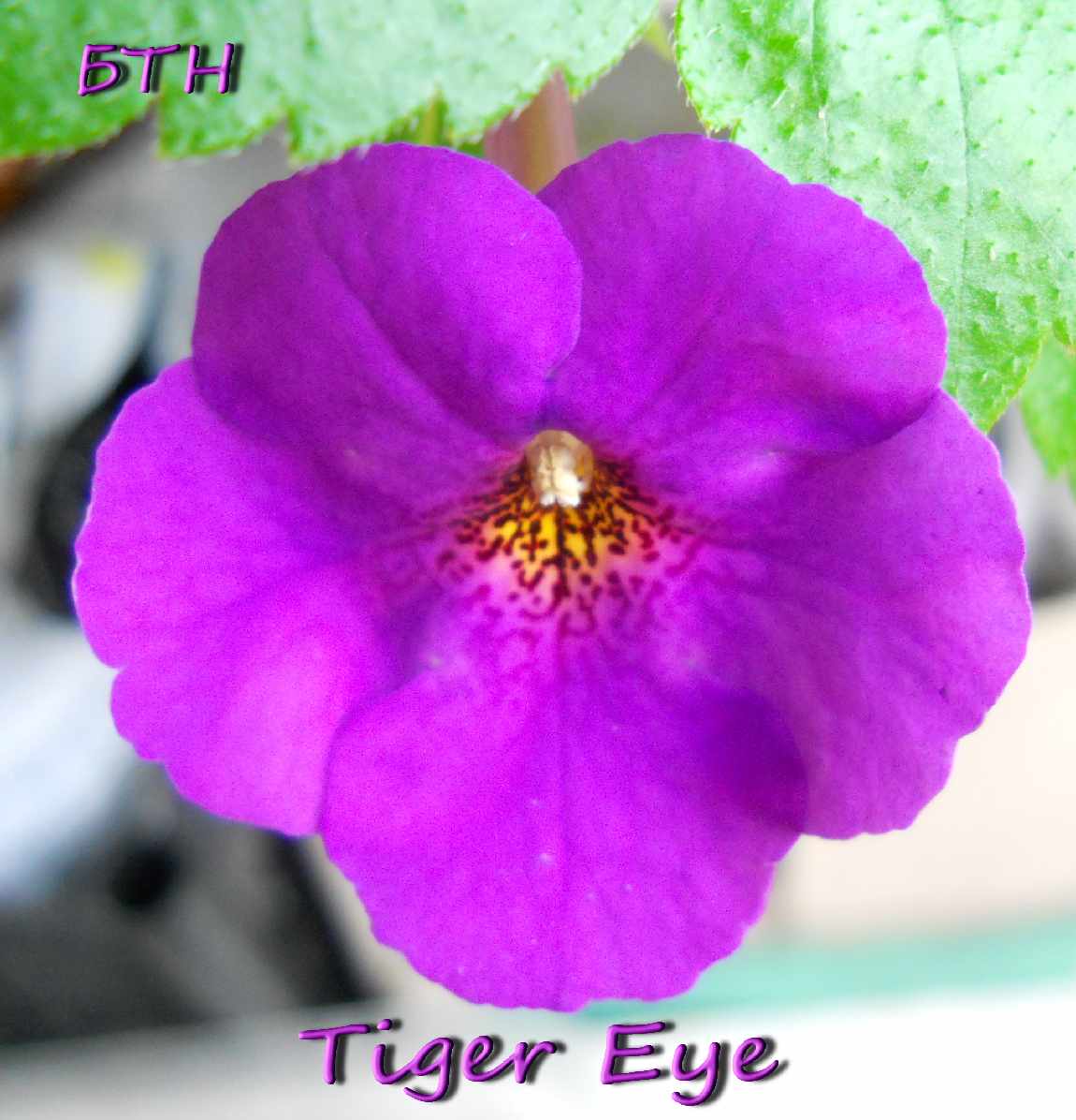  Tiger Eye 