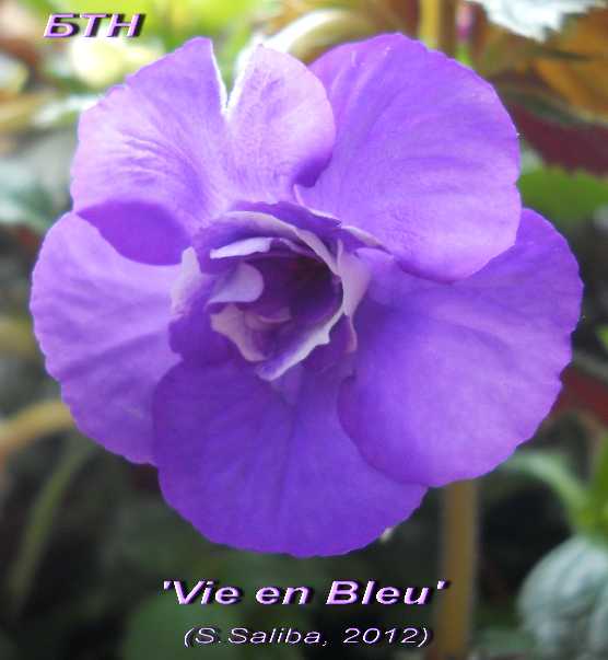  Vie en Bleu 